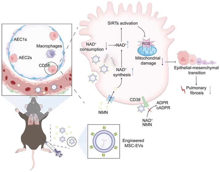 Targeting Senescent Alveolar Epithelial Cells Using Engineered Mesenchymal Stem Cell-Derived Extracellular Vesicles To Treat Pulmonary Fibrosis