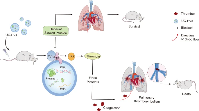 Lethal pulmonary thromboembolism in mice induced by intravenous human umbilical cord mesenchymal stem cell-derived large extracellular vesicles in a dose- and tissue factor-dependent manner