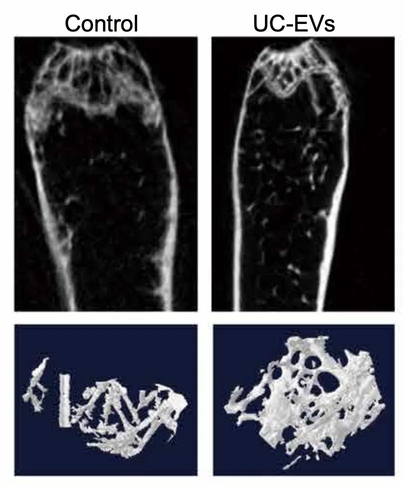 Aging and Tissue Repair