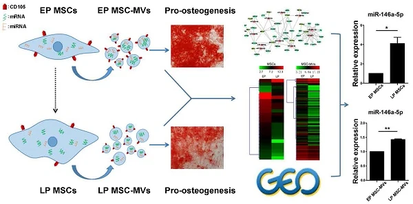 Microvesicles as Potential Biomarkers for the Identification of Senescence in Human Mesenchymal Stem Cells