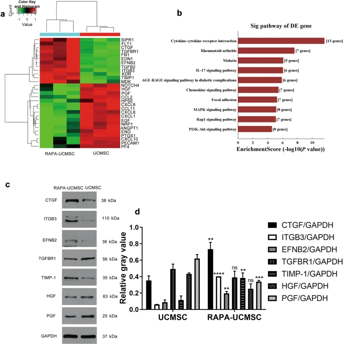 The transplantation of rapamycin-treated senescent human mesenchymal stem cells with enhanced proangiogenic activity promotes neovascularization and ischemic limb salvage in mice