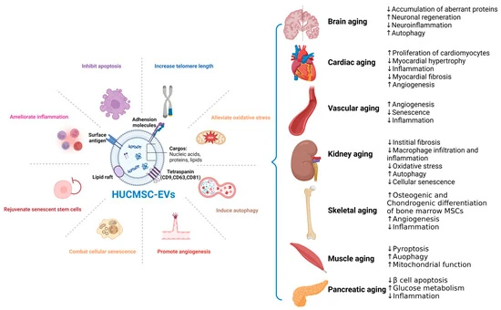 Therapeutic Efficacy and Promise of Human Umbilical Cord Mesenchymal Stem Cell-Derived Extracellular Vesicles in Aging and Age-Related Disorders