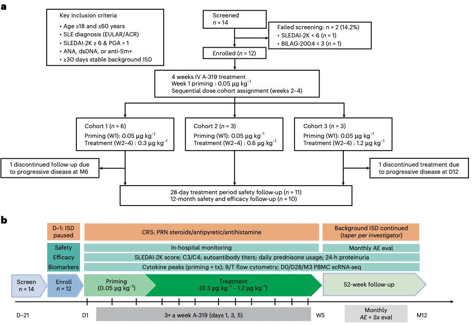 A bispecific CD3×CD19 antibody for systemic lupus erythematosus: a phase 1 trial