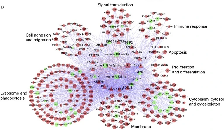 Identification of STAB1 in Multiple Datasets as a Prognostic Factor for Cytogenetically Normal AML: Mechanism and Drug Indications