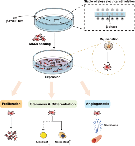 Antisenescence Expansion of Mesenchymal Stem Cells Using Piezoelectric β-Poly(vinylidene fluoride) Film-Based Culture