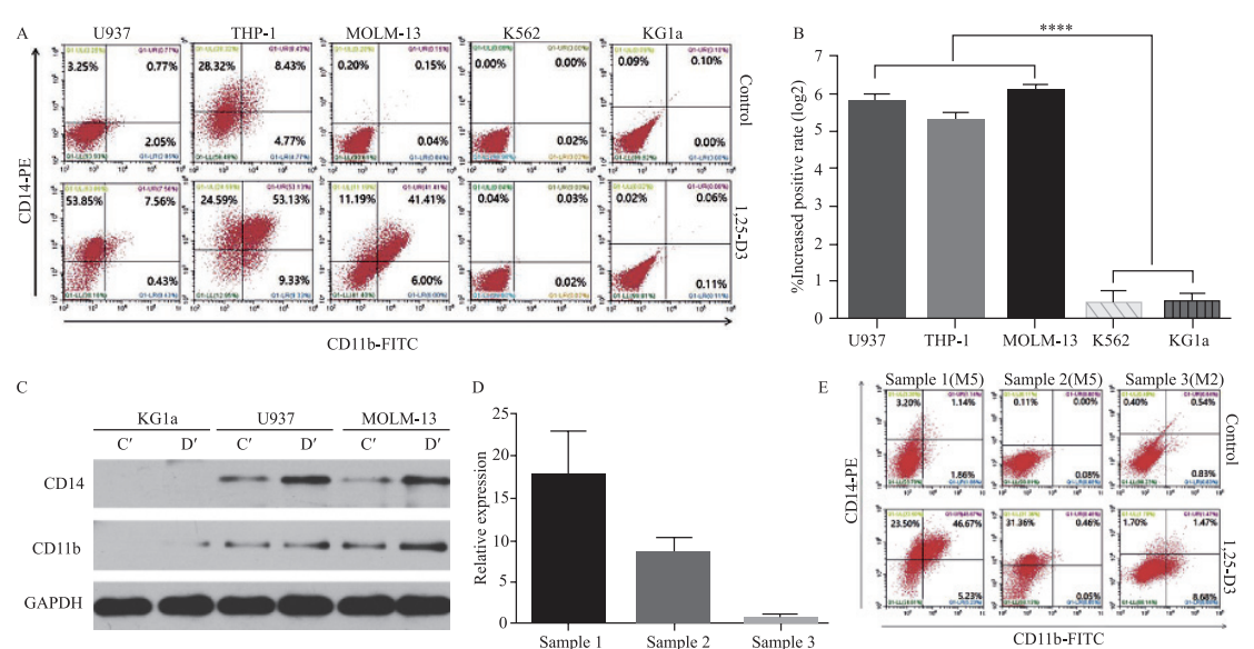 Enhanced Response of Acute Monocytic Leukemia Cells to Low-dose Cytarabine by 1,25-dihydroxyvitamin D3