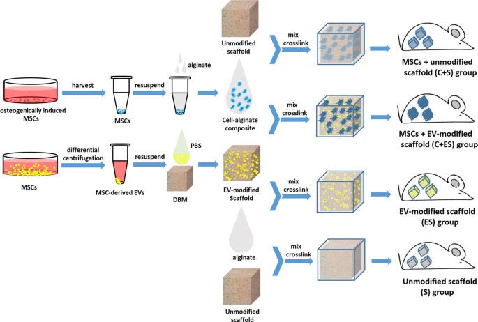 Extracellular Vesicle-functionalized Decalcified Bone Matrix Scaffolds with Enhanced Pro-angiogenic and Pro-bone Regeneration Activities