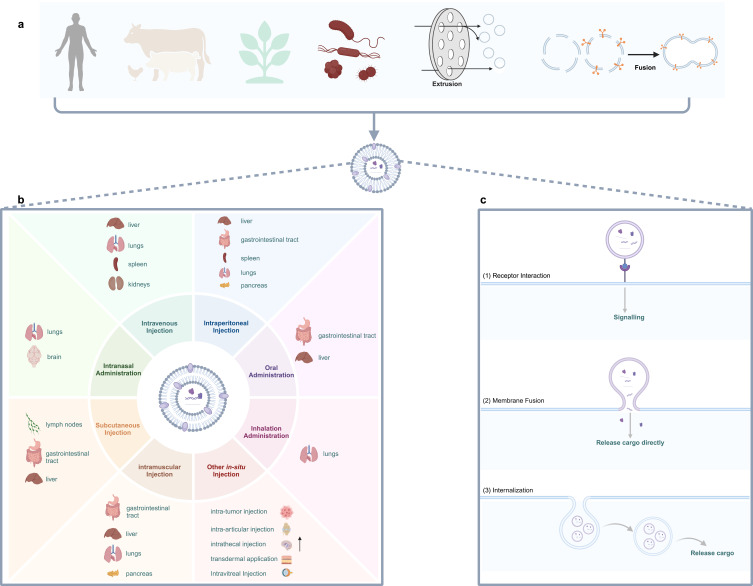 Extracellular Vesicles: A Review of Their Therapeutic Potentials, Sources, Biodistribution, and Administration Routes