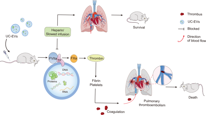 Lethal pulmonary thromboembolism in mice induced by intravenous human umbilical cord mesenchymal stem cell-derived large extracellular vesicles in a dose- and tissue factor-dependent manner