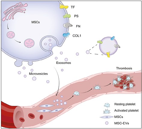 Procoagulant Properties of Mesenchymal Stem Cells and Extracellular Vesicles: A Novel Aspect of Thrombosis Pathogenesis