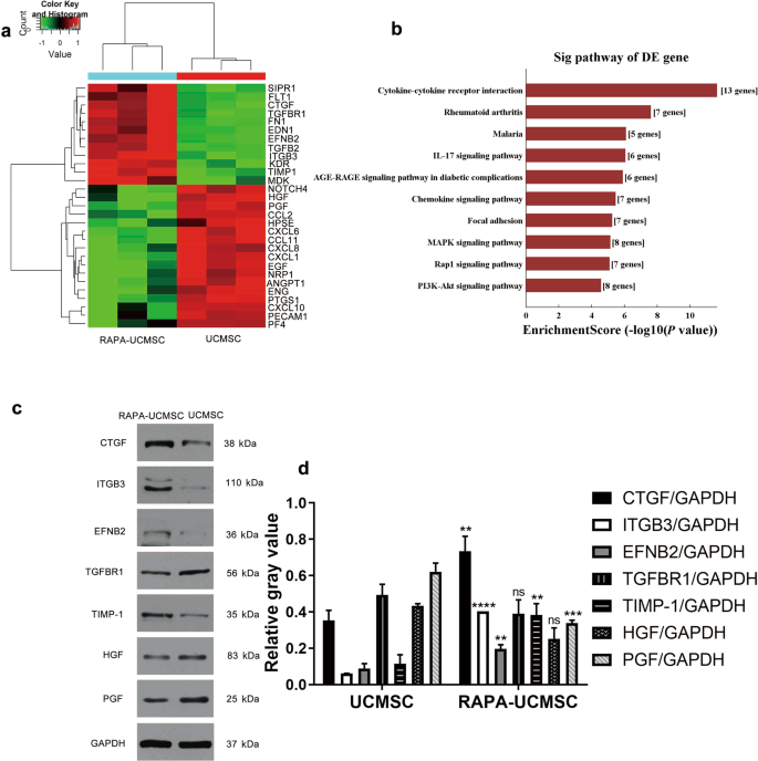 The transplantation of rapamycin-treated senescent human mesenchymal stem cells with enhanced proangiogenic activity promotes neovascularization and ischemic limb salvage in mice