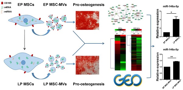 Microvesicles as Potential Biomarkers for the Identification of Senescence in Human Mesenchymal Stem Cells