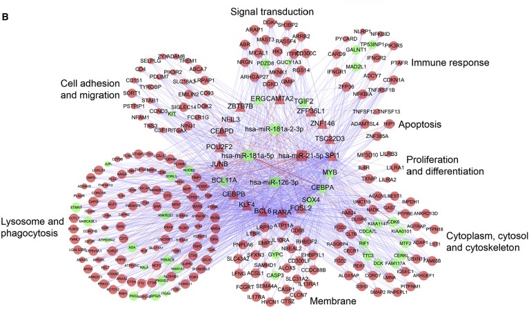 Identification of STAB1 in Multiple Datasets as a Prognostic Factor for Cytogenetically Normal AML: Mechanism and Drug Indications