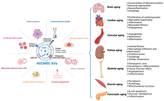 Therapeutic Efficacy and Promise of Human Umbilical Cord Mesenchymal Stem Cell-Derived Extracellular Vesicles in Aging and Age-Related Disorders